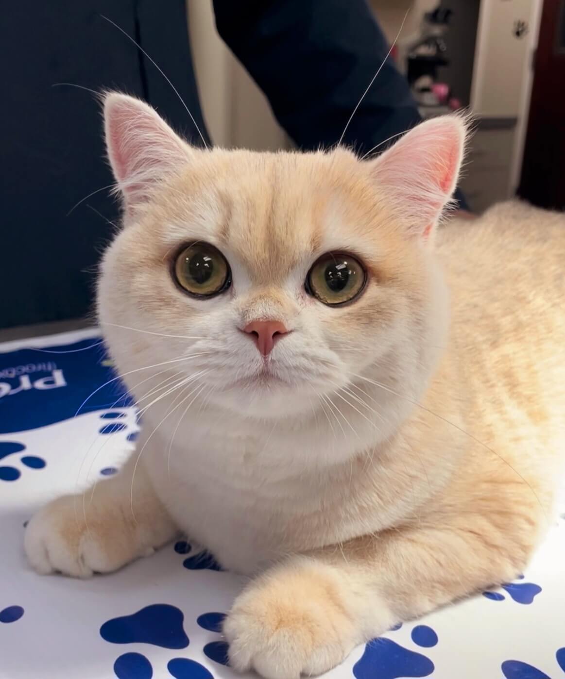 cat