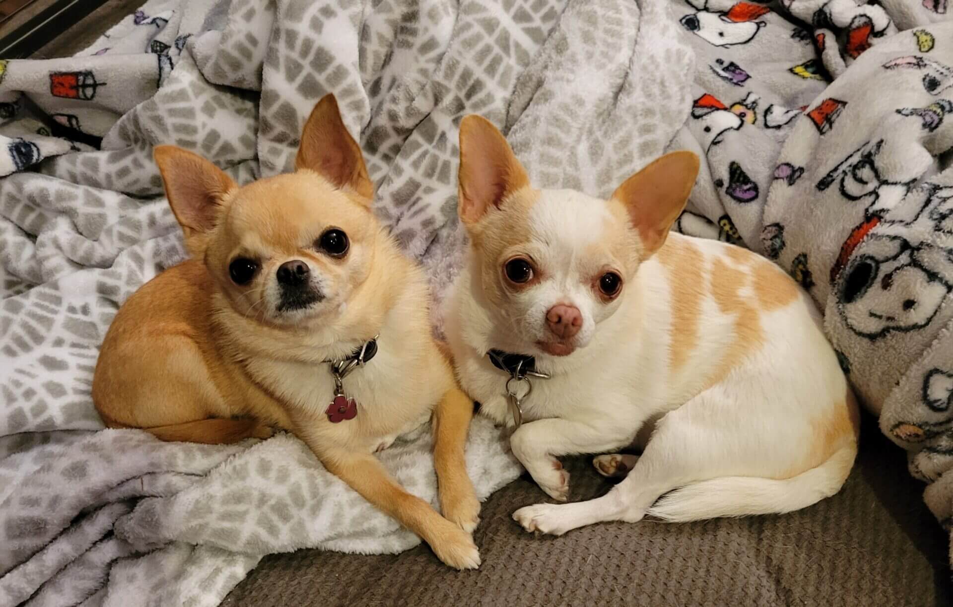 2-doggies