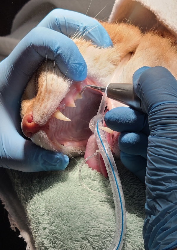 Dental 2