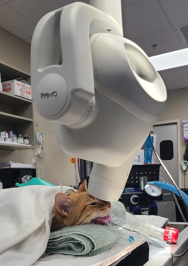 Dental 1