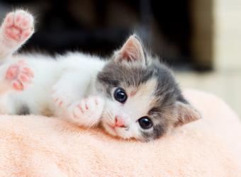 Why is a Lap Spay Different?