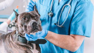 image,of,a,bulldog,being,examined,at,the,clinic.,two